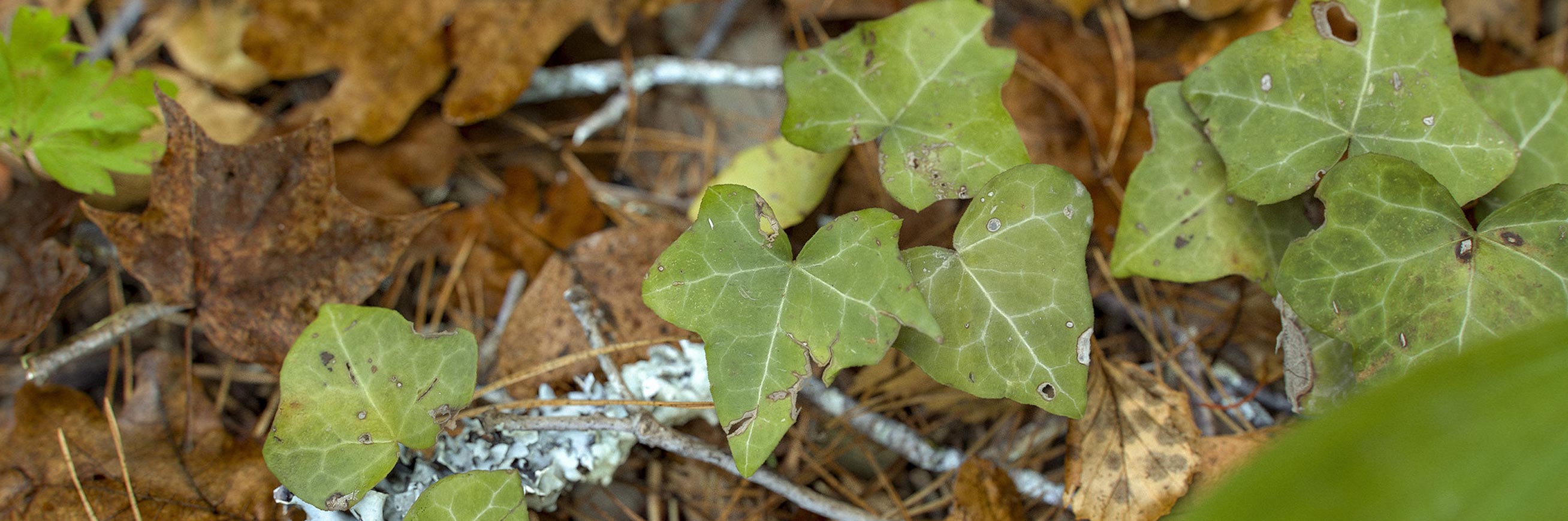 ivy